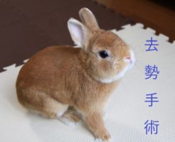 うさぎ　去勢手術